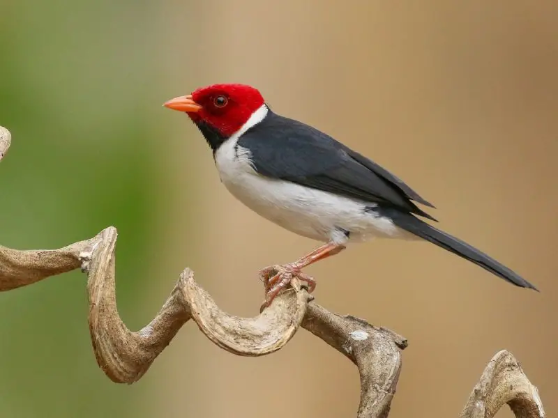 Cardinal Birds