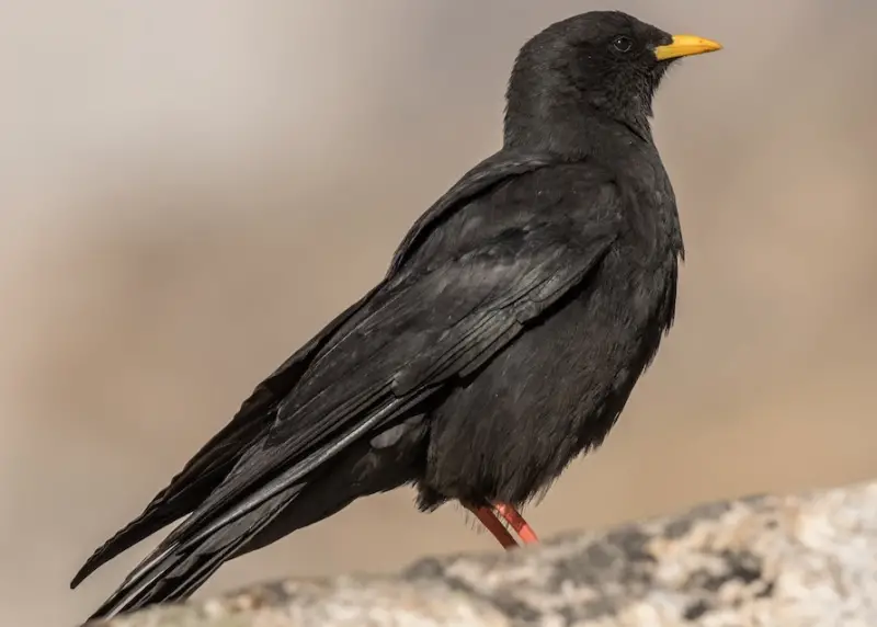 Black Birds With Yellow Beaks