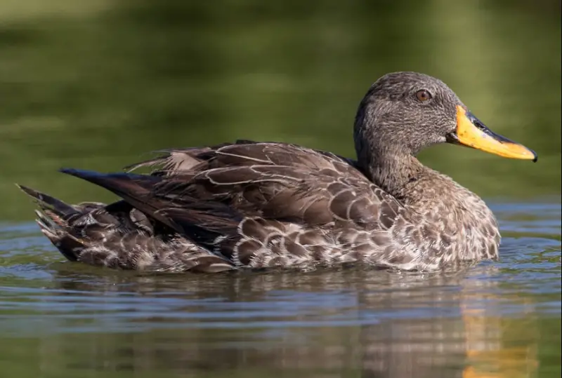 Black Birds With Yellow Beaks