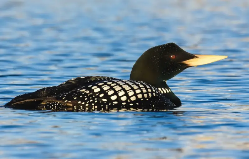 Black Birds With Yellow Beaks