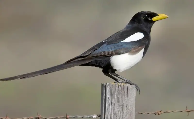 Black Birds With Yellow Beaks