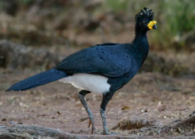 Black Birds With Yellow Beaks