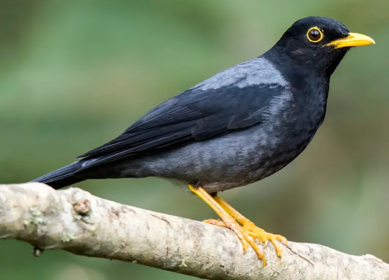 Black Birds With Yellow Beaks