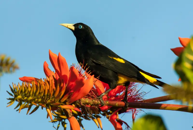 Black Birds With Yellow Beaks