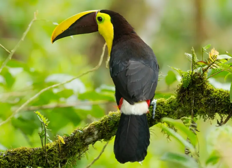 Black Birds With Yellow Beaks