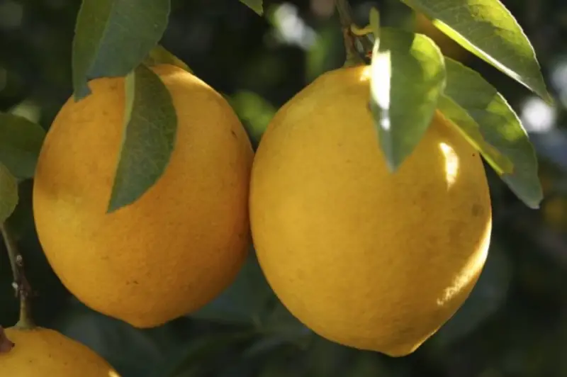 Types of Lemons