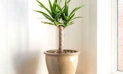 Yucca Plant Care and Growing Guide (Most Detailed)