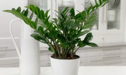 ZZ Plant Care and Growing Guide (Most Detailed)