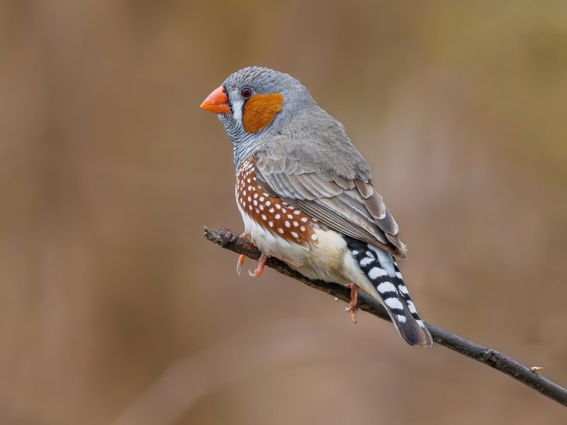 Types of Finches