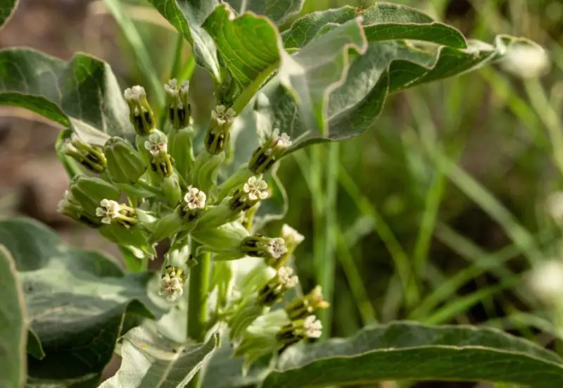 Types of Milkweed