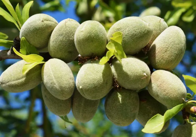17 Types of Almond Trees (With Pictures and Identification)