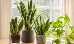 Snake Plant Care: The Ultimate Guide to a Thriving Indoor Plant