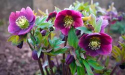 40 Best Flowers That Are Deer Proof for Your Garden