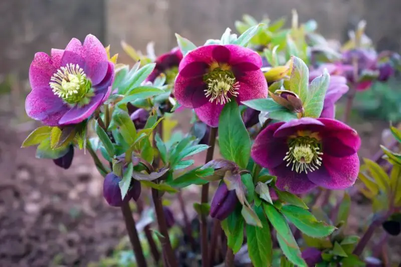 Flowers That Are Deer Proof