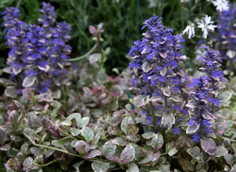 Ground Cover Plants with Purple Flowers