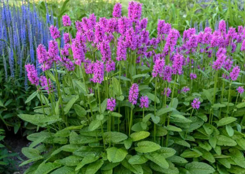 Ground Cover Plants with Purple Flowers