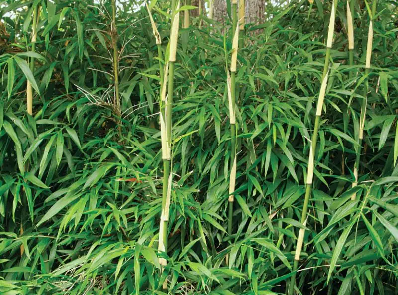 Types of Bamboo Plants