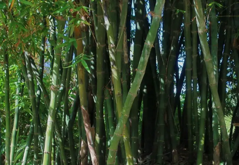 Types of Bamboo Plants