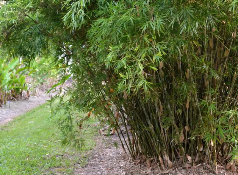 Types of Bamboo Plants