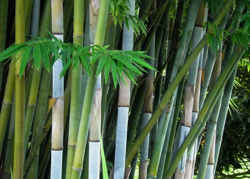 Types of Bamboo Plants