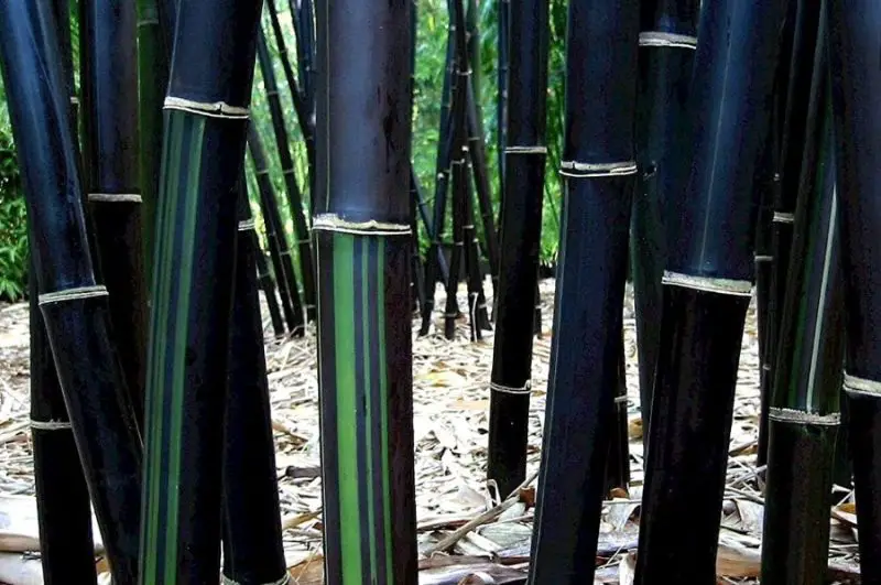 Types of Bamboo Plants