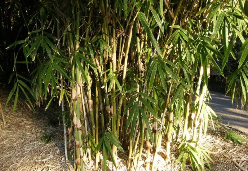 types of bamboo plants