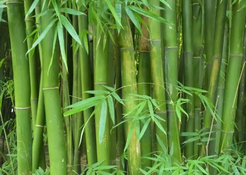 types of bamboo plants