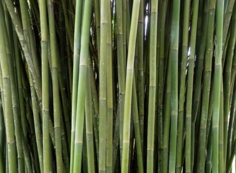 types of bamboo plants