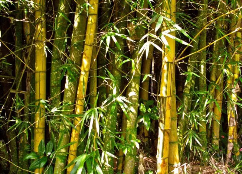 types of bamboo plants
