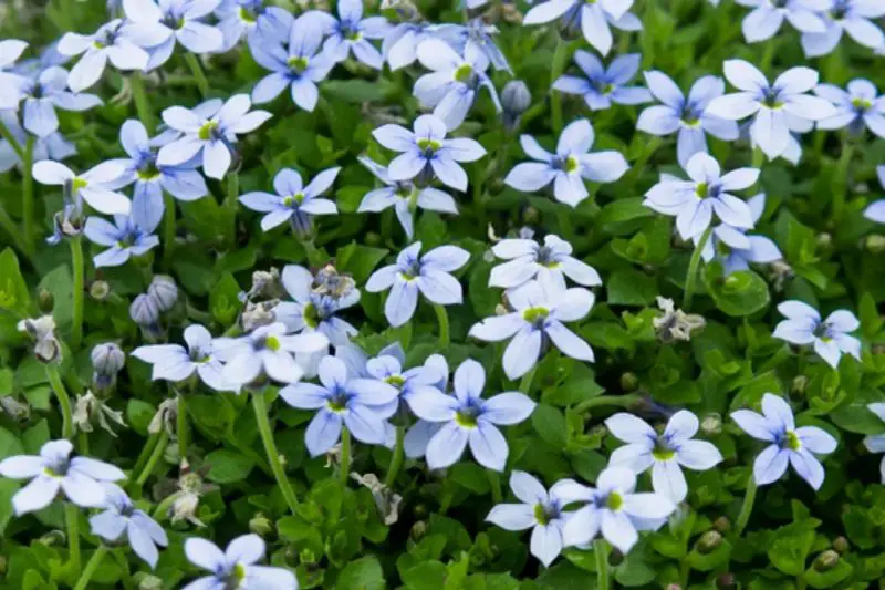 Ground Cover Plants with Purple Flowers