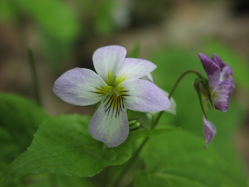 Ground Cover Plants with Purple Flowers