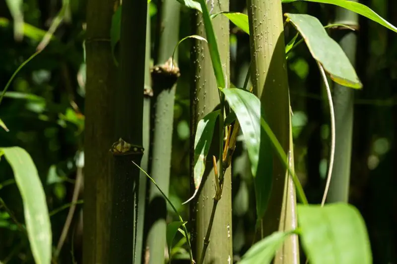 Types of Bamboo Plants
