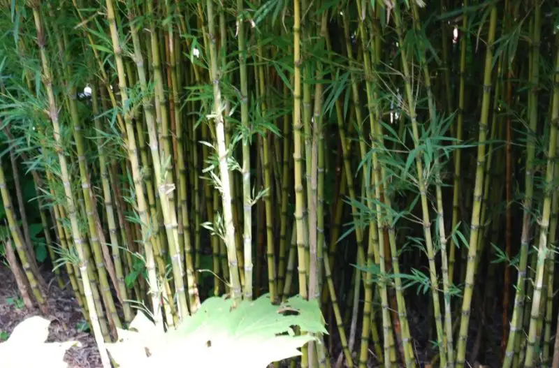 types of bamboo plants