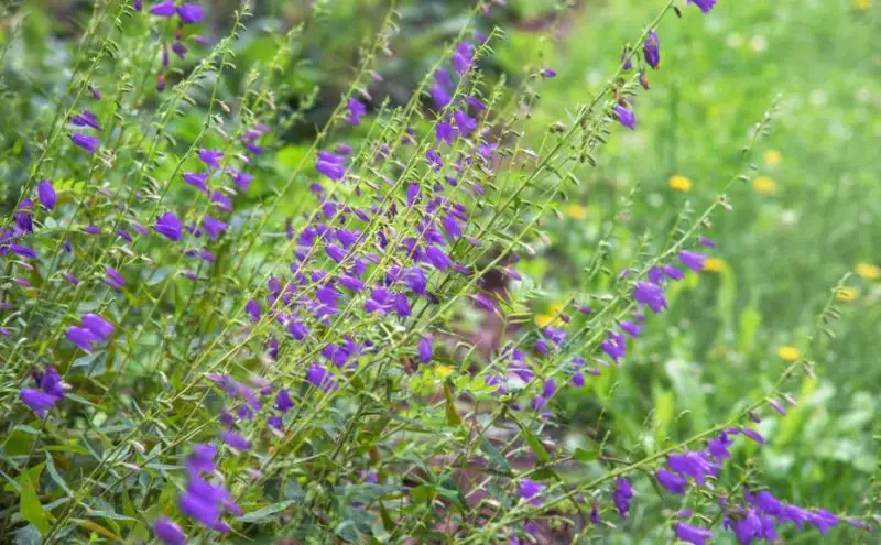 Ground Cover Plants with Purple Flowers