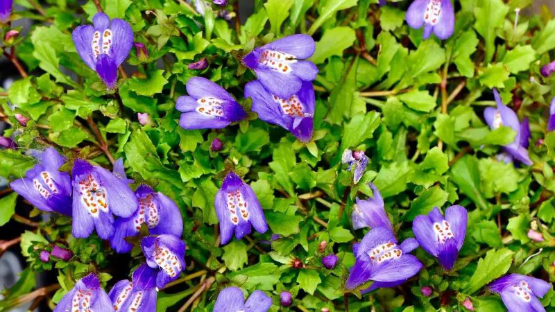 Ground Cover Plants with Purple Flowers