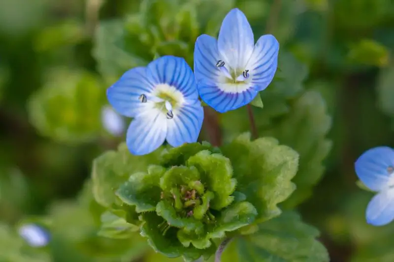 Ground Cover Plants with Purple Flowers