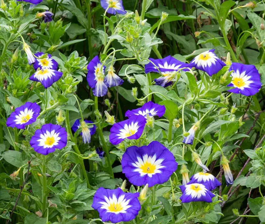 Ground Cover Plants with Purple Flowers