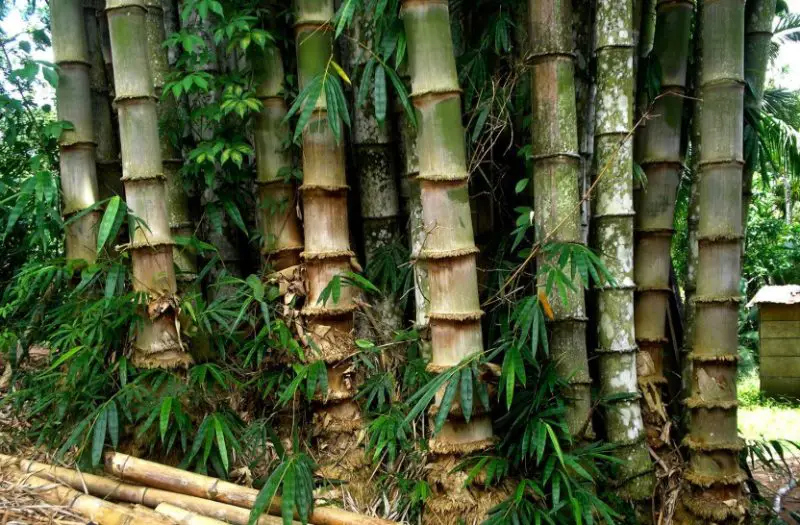 types of bamboo plants