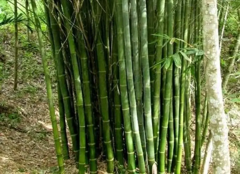 Types of Bamboo Plants