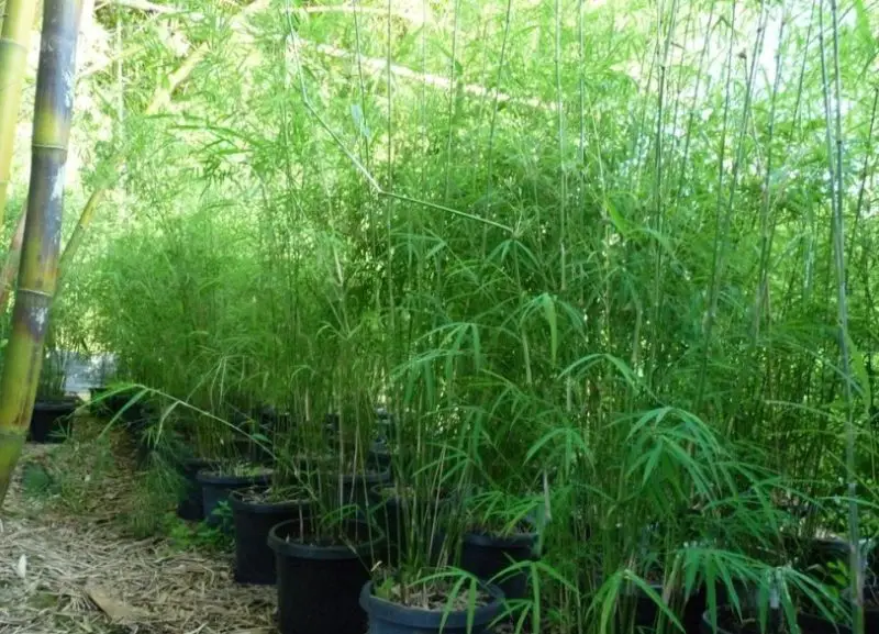 types of bamboo plants