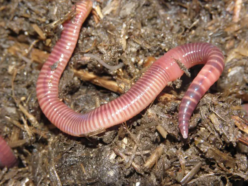 Animals That Start With E