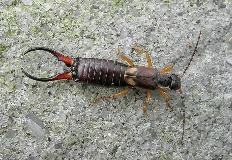Animals That Start With E