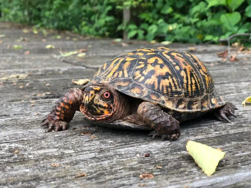 Animals That Start With E