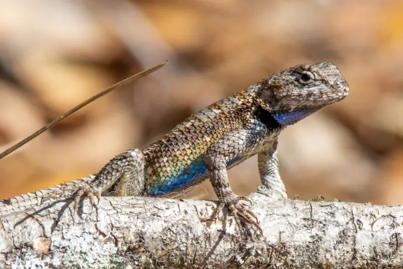 Animals That Start With E