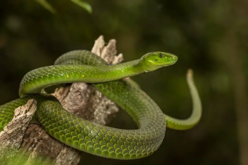 Animals That Start With E