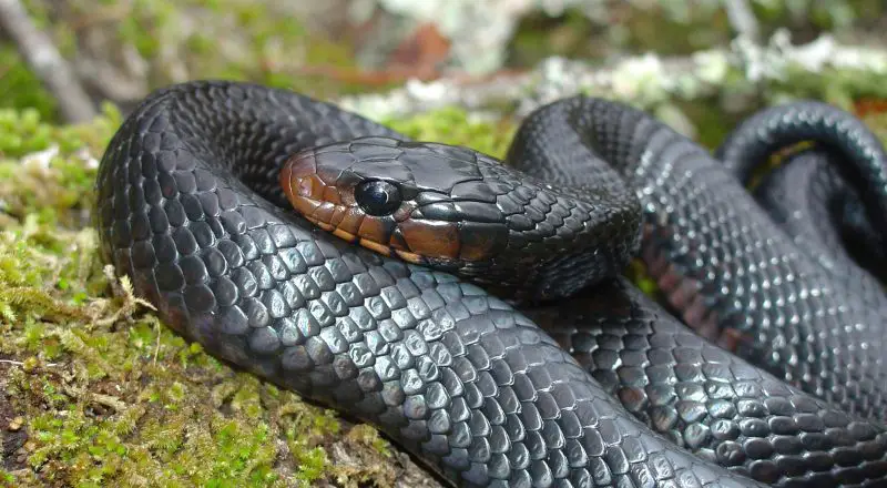 Animals That Start With E