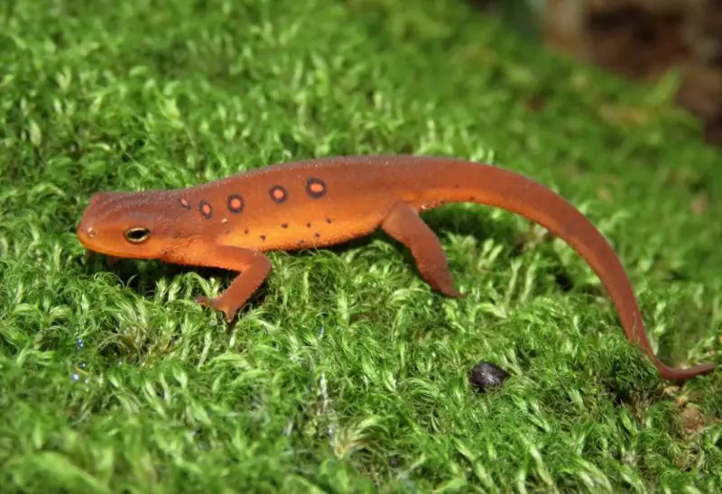 Animals That Start With E