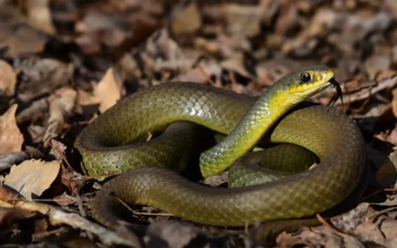 Animals That Start With E