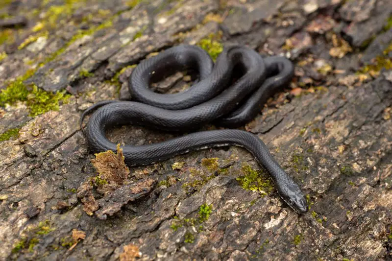 Animals That Start With E
