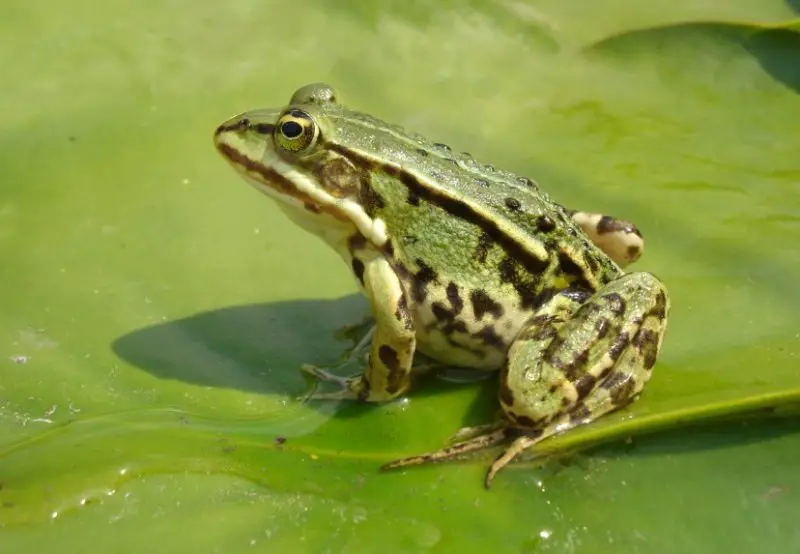 Animals That Start With E